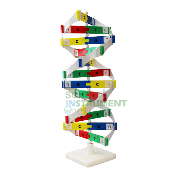 DNA Activity Model